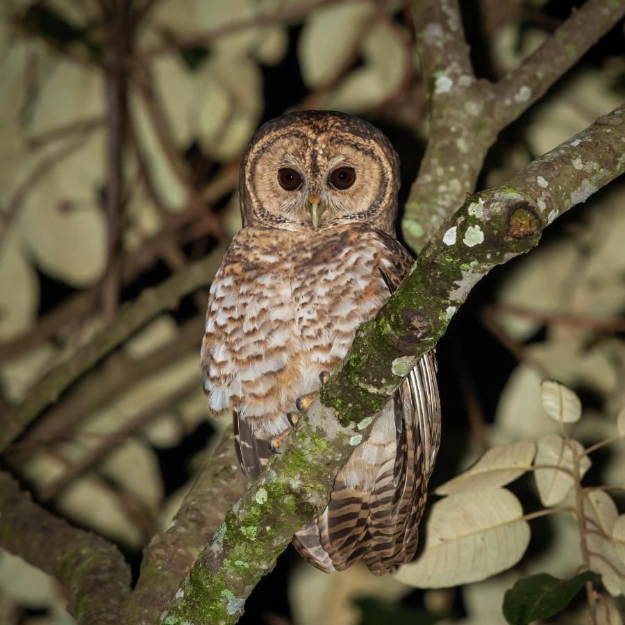 Sitio Serra Das Paineiras Βίλα Jundiaí Εξωτερικό φωτογραφία